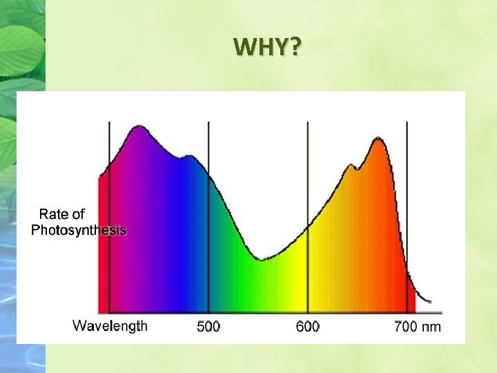 WHY? • This will change because chlorophyll, which is green, traps light in order WHY? • This will change because chlorophyll, which is green, traps light in order