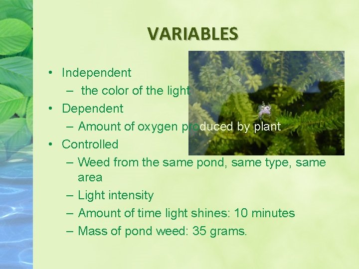 VARIABLES • Independent – the color of the light • Dependent – Amount of VARIABLES • Independent – the color of the light • Dependent – Amount of