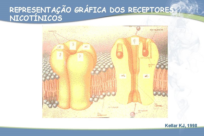 REPRESENTAÇÃO GRÁFICA DOS RECEPTORES NICOTÍNICOS Kellar KJ, 1998 