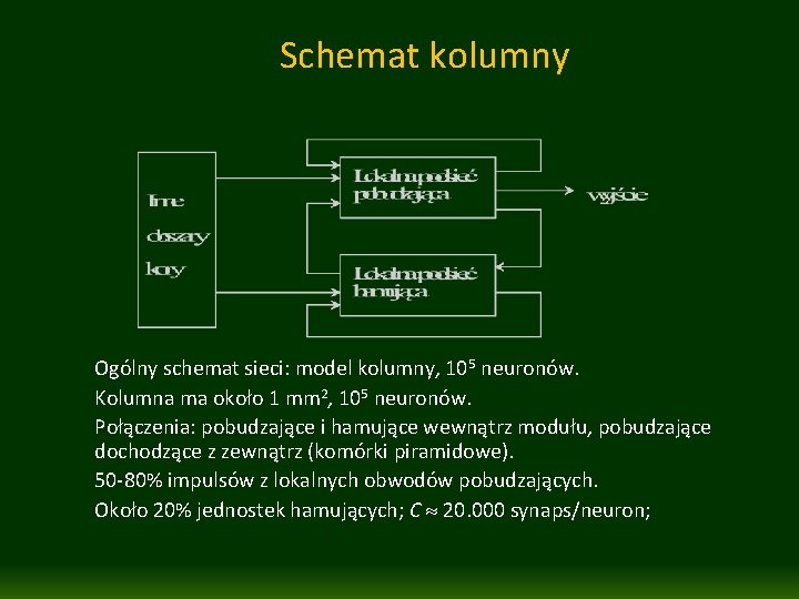 Schemat kolumny Ogólny schemat sieci: model kolumny, 105 neuronów. Kolumna ma około 1 mm