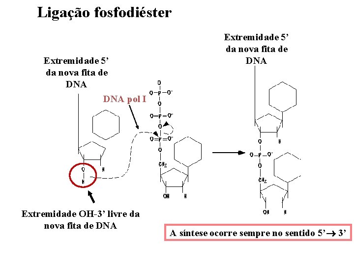 Ligação fosfodiéster Extremidade 5’ da nova fita de DNA pol I Extremidade OH-3’ livre