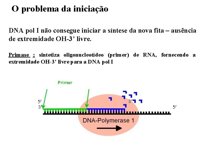 O problema da iniciação DNA pol I não consegue iniciar a síntese da nova