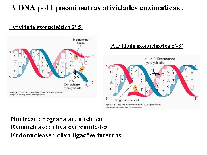 A DNA pol I possui outras atividades enzimáticas : Atividade exonucleásica 3’-5’ Atividade exonucleásica