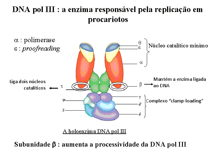 DNA pol III : a enzima responsável pela replicação em procariotos : polimerase :