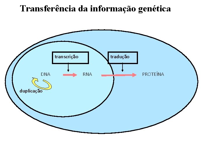 Transferência da informação genética transcrição DNA duplicação tradução RNA PROTEÍNA 