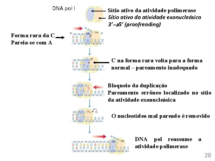 DNA pol I Sítio ativo da atividade polimerase Sítio ativo da atividade exonucleásica 3’