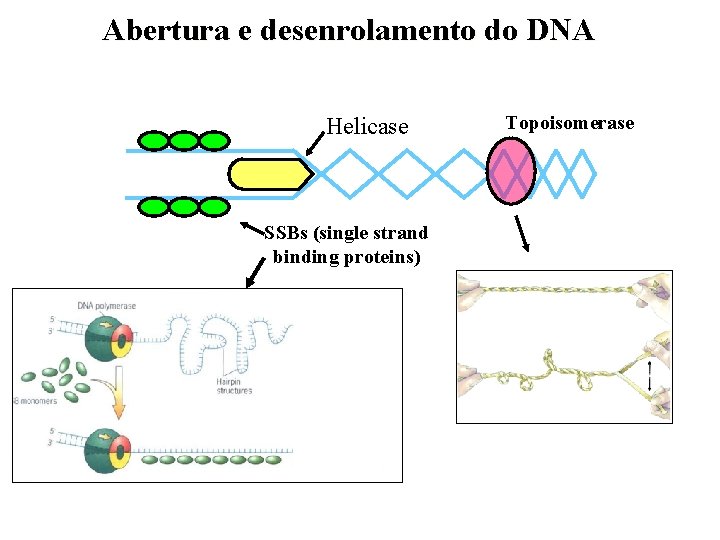 Abertura e desenrolamento do DNA Helicase SSBs (single strand binding proteins) Topoisomerase 