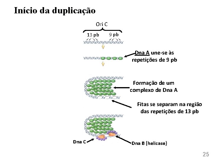 Início da duplicação Ori C 13 pb 9 pb Dna A une-se às repetições