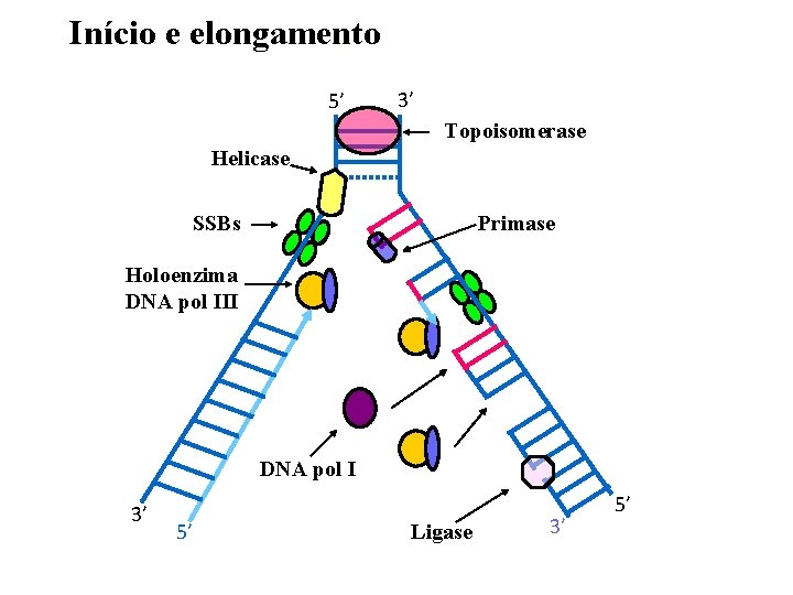 Início e elongamento 5’ 3’ Topoisomerase Helicase SSBs Primase Holoenzima DNA pol III DNA
