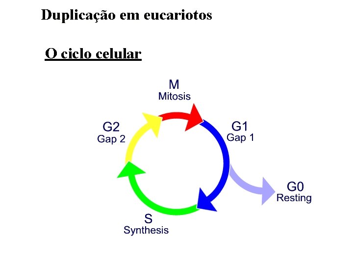 Duplicação em eucariotos O ciclo celular 