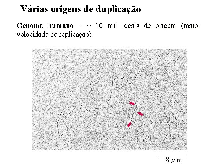 Várias origens de duplicação Genoma humano – ~ 10 mil locais de origem (maior