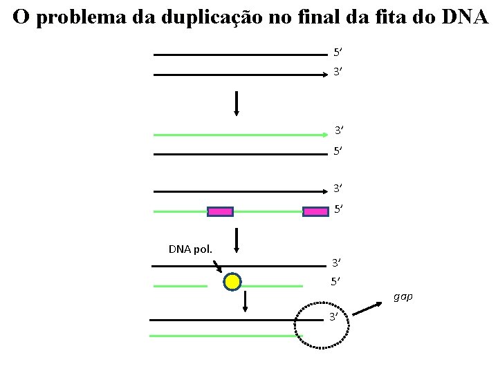 O problema da duplicação no final da fita do DNA 5’ 3’ 3’ 5’