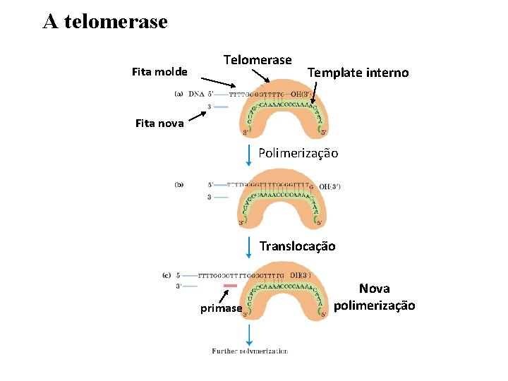 A telomerase Fita molde Telomerase Template interno Fita nova Polimerização Translocação primase Nova polimerização