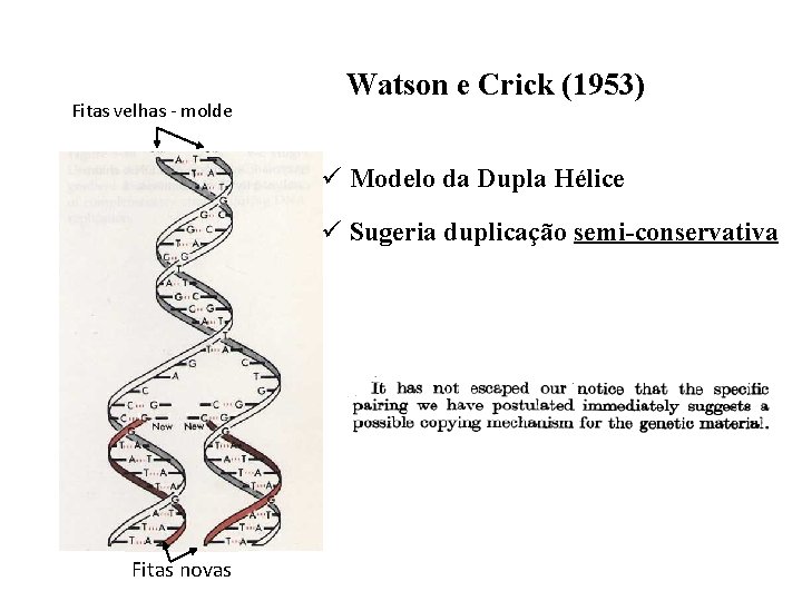 Fitas velhas - molde Watson e Crick (1953) ü Modelo da Dupla Hélice ü