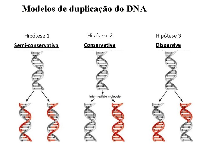 Modelos de duplicação do DNA Hipótese 1 Hipótese 2 Hipótese 3 Semi-conservativa Conservativa Dispersiva