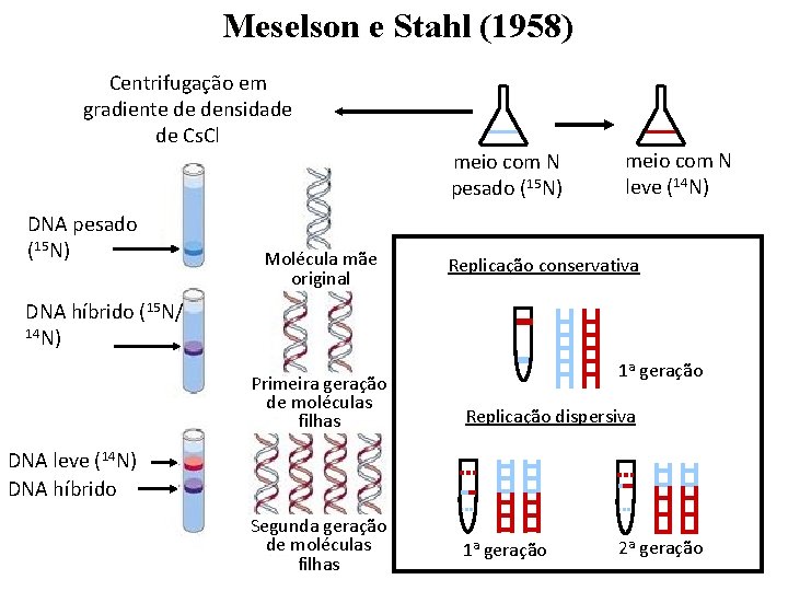 Meselson e Stahl (1958) Centrifugação em gradiente de densidade de Cs. Cl DNA pesado