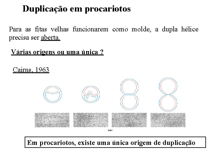 Duplicação em procariotos Para as fitas velhas funcionarem como molde, a dupla hélice precisa