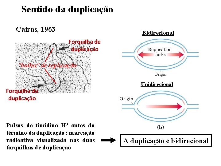 Sentido da duplicação Cairns, 1963 Bidirecional Forquilha de duplicação Pulsos de timidina H 3