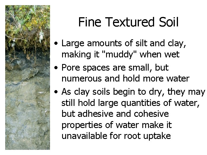 Fine Textured Soil • Large amounts of silt and clay, making it "muddy" when