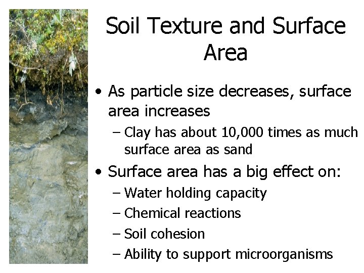 Soil Texture and Surface Area • As particle size decreases, surface area increases –