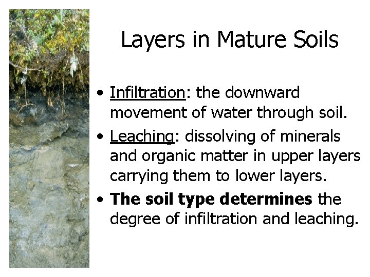 Layers in Mature Soils • Infiltration: the downward movement of water through soil. •