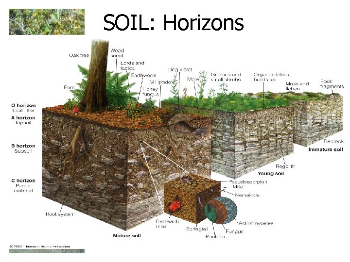 SOIL: Horizons SOIL: Horizons