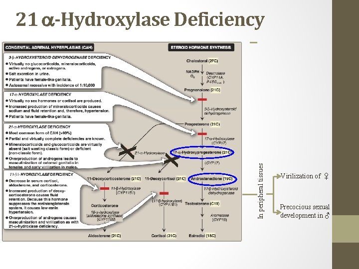 In peripheral tissues X X 21 -Hydroxylase Deficiency Virilization of ♀ Precocious sexual development