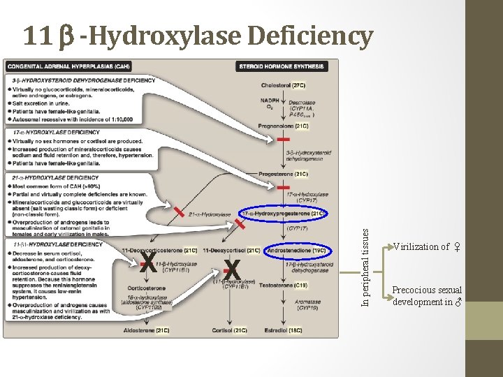 X X In peripheral tissues 11 -Hydroxylase Deficiency Virilization of ♀ Precocious sexual development