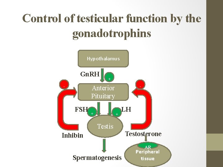 Control of testicular function by the gonadotrophins Hypothalamus Gn. RH - + - Anterior