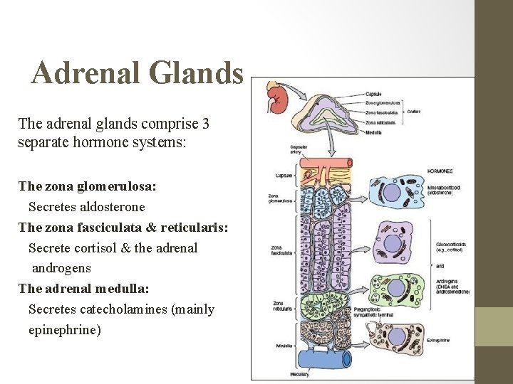 Adrenal Glands The adrenal glands comprise 3 separate hormone systems: The zona glomerulosa: Secretes