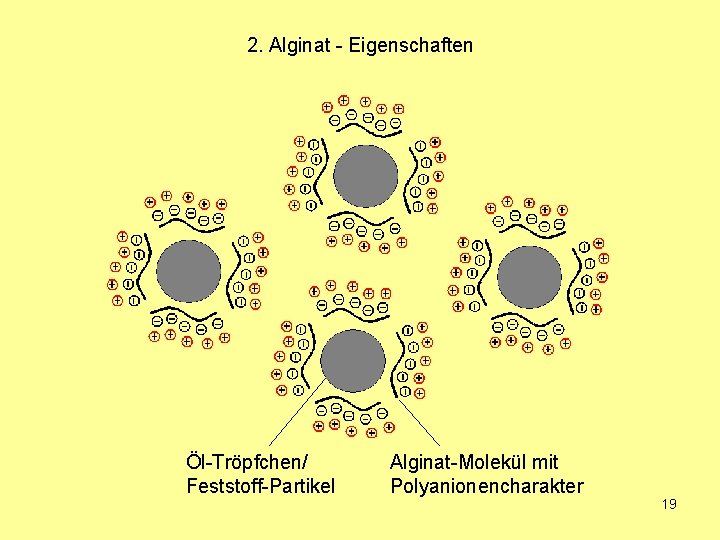 2. Alginat - Eigenschaften Öl-Tröpfchen/ Feststoff-Partikel Alginat-Molekül mit Polyanionencharakter 19 