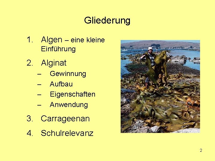 Gliederung 1. Algen – eine kleine Einführung 2. Alginat – – Gewinnung Aufbau Eigenschaften