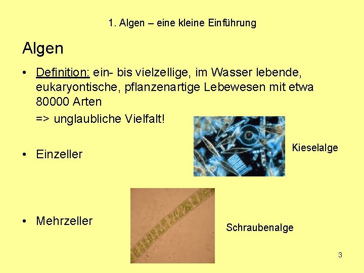 1. Algen – eine kleine Einführung Algen • Definition: ein- bis vielzellige, im Wasser