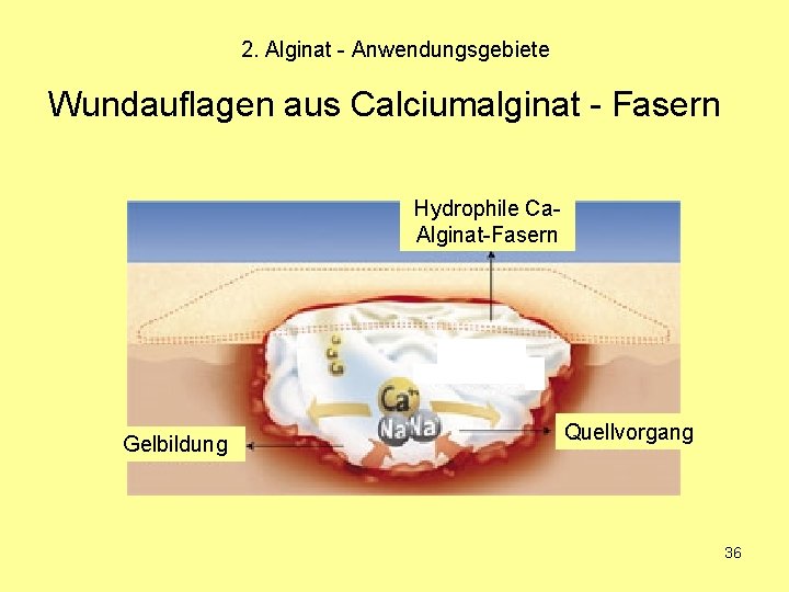 2. Alginat - Anwendungsgebiete Wundauflagen aus Calciumalginat - Fasern Hydrophile Ca. Alginat-Fasern Gelbildung Quellvorgang