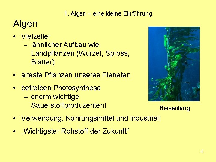 1. Algen – eine kleine Einführung Algen • Vielzeller – ähnlicher Aufbau wie Landpflanzen