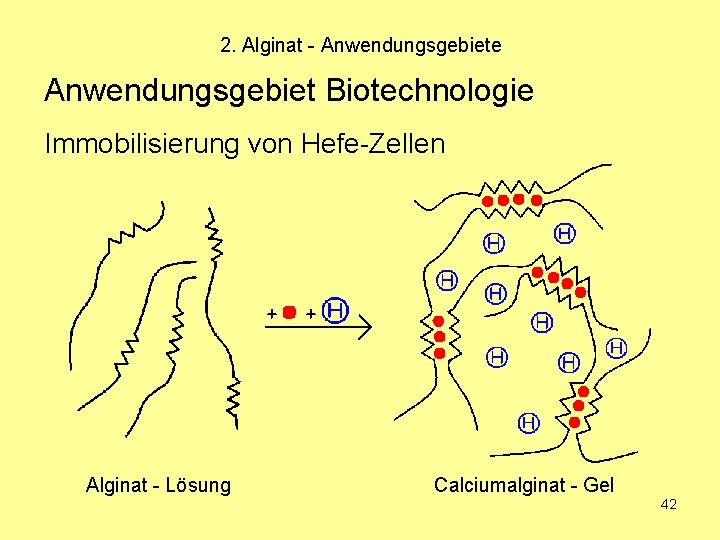 2. Alginat - Anwendungsgebiete Anwendungsgebiet Biotechnologie Immobilisierung von Hefe-Zellen Alginat - Lösung Calciumalginat -
