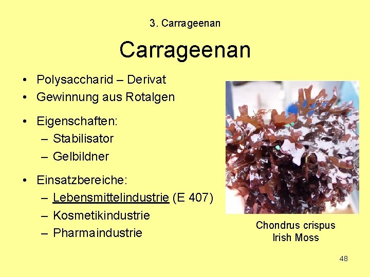 3. Carrageenan • Polysaccharid – Derivat • Gewinnung aus Rotalgen • Eigenschaften: – Stabilisator