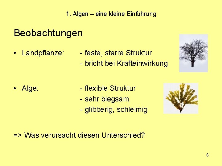 1. Algen – eine kleine Einführung Beobachtungen • Landpflanze: - feste, starre Struktur -