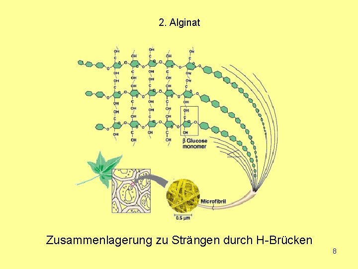 2. Alginat Zusammenlagerung zu Strängen durch H-Brücken 8 