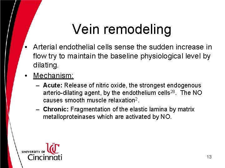 Vein remodeling • Arterial endothelial cells sense the sudden increase in flow try to