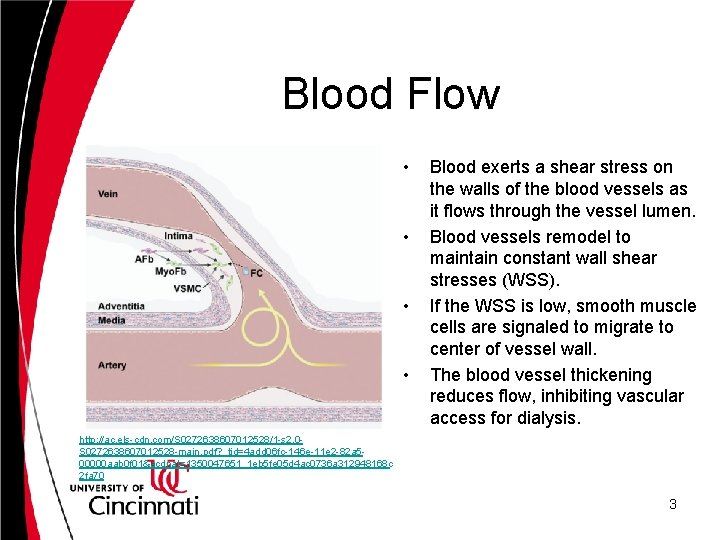 Blood Flow • • Blood exerts a shear stress on the walls of the