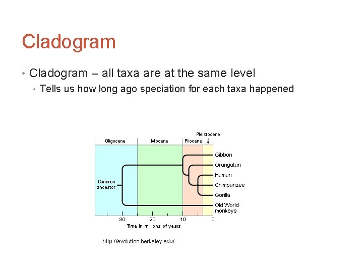 Cladogram • Cladogram – all taxa are at the same level • Tells us