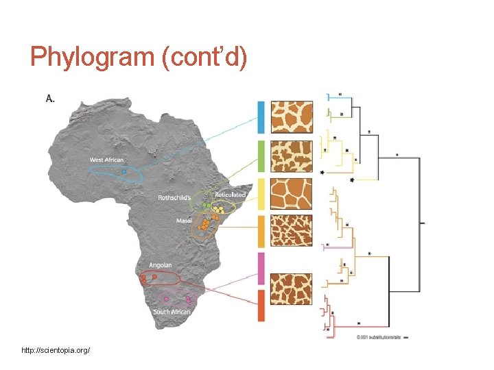 Phylogram (cont’d) http: //scientopia. org/ 