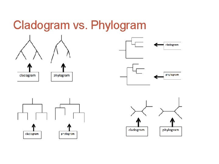 Cladogram vs. Phylogram 