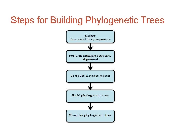 Steps for Building Phylogenetic Trees 