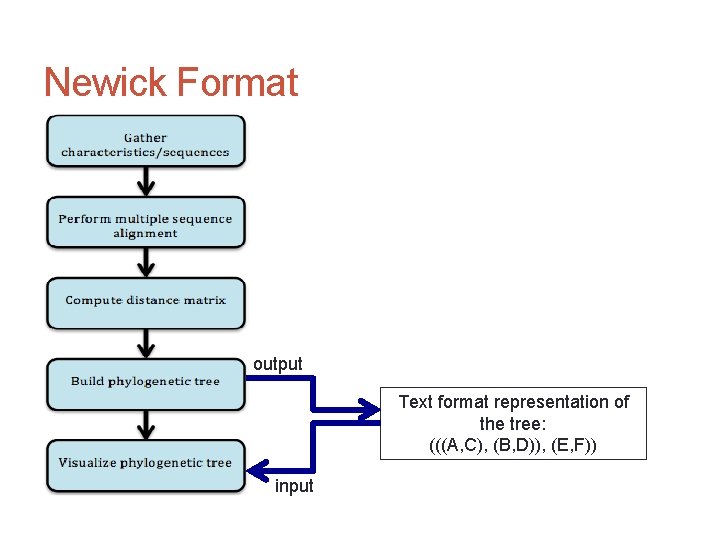 Newick Format output Text format representation of the tree: (((A, C), (B, D)), (E,