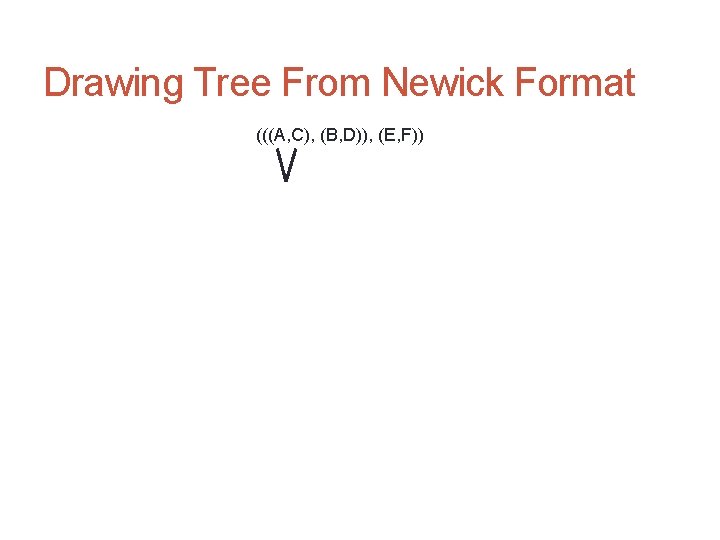 Drawing Tree From Newick Format (((A, C), (B, D)), (E, F)) 