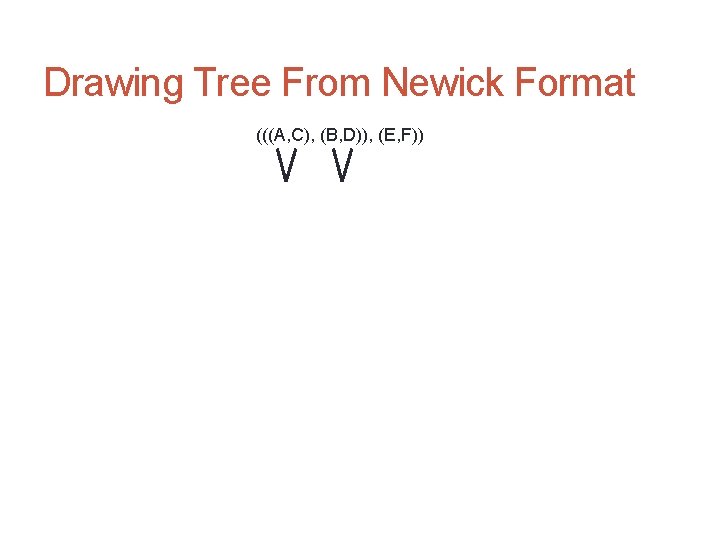 Drawing Tree From Newick Format (((A, C), (B, D)), (E, F)) 