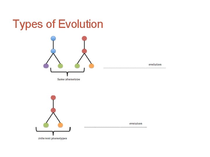 Types of Evolution 