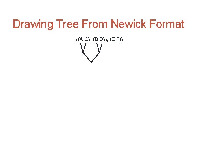 Drawing Tree From Newick Format (((A, C), (B, D)), (E, F)) 